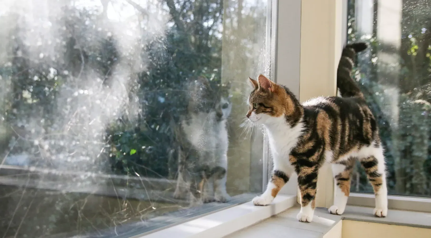 pet-friendly-homes