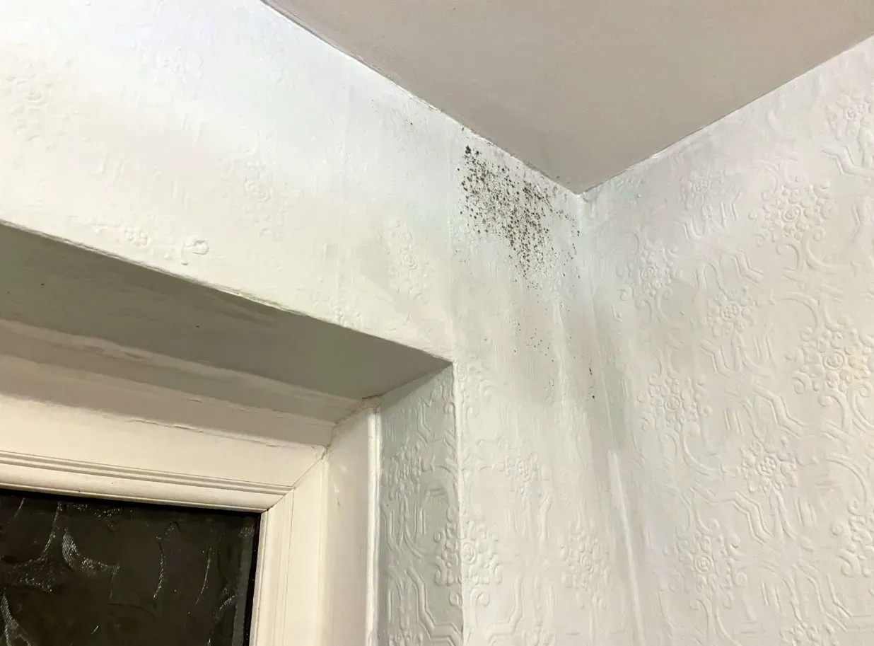 hidden-dangers-dampness-mold-india-identify-prevent-fix